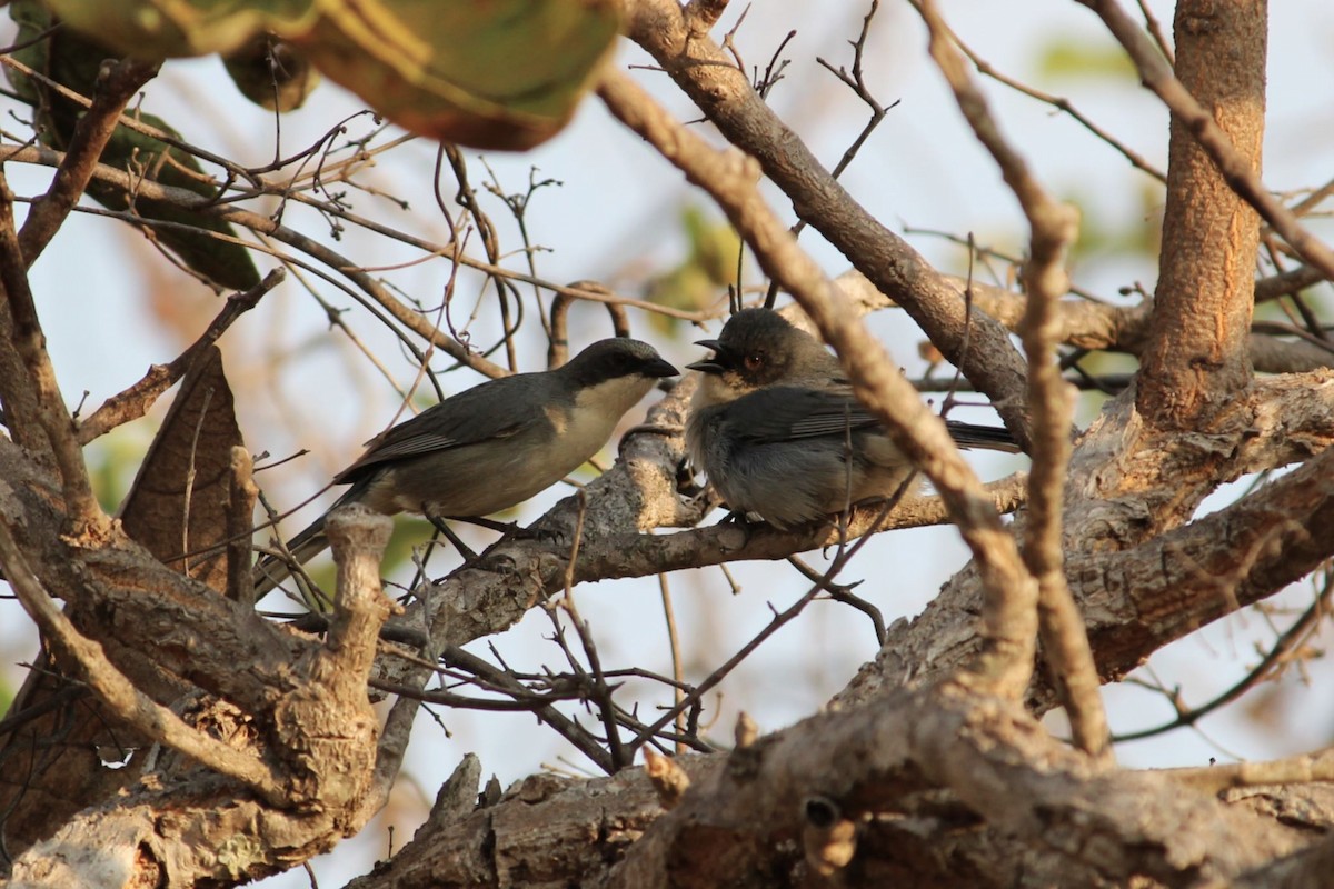 Cinereous Warbling Finch - ML641676312