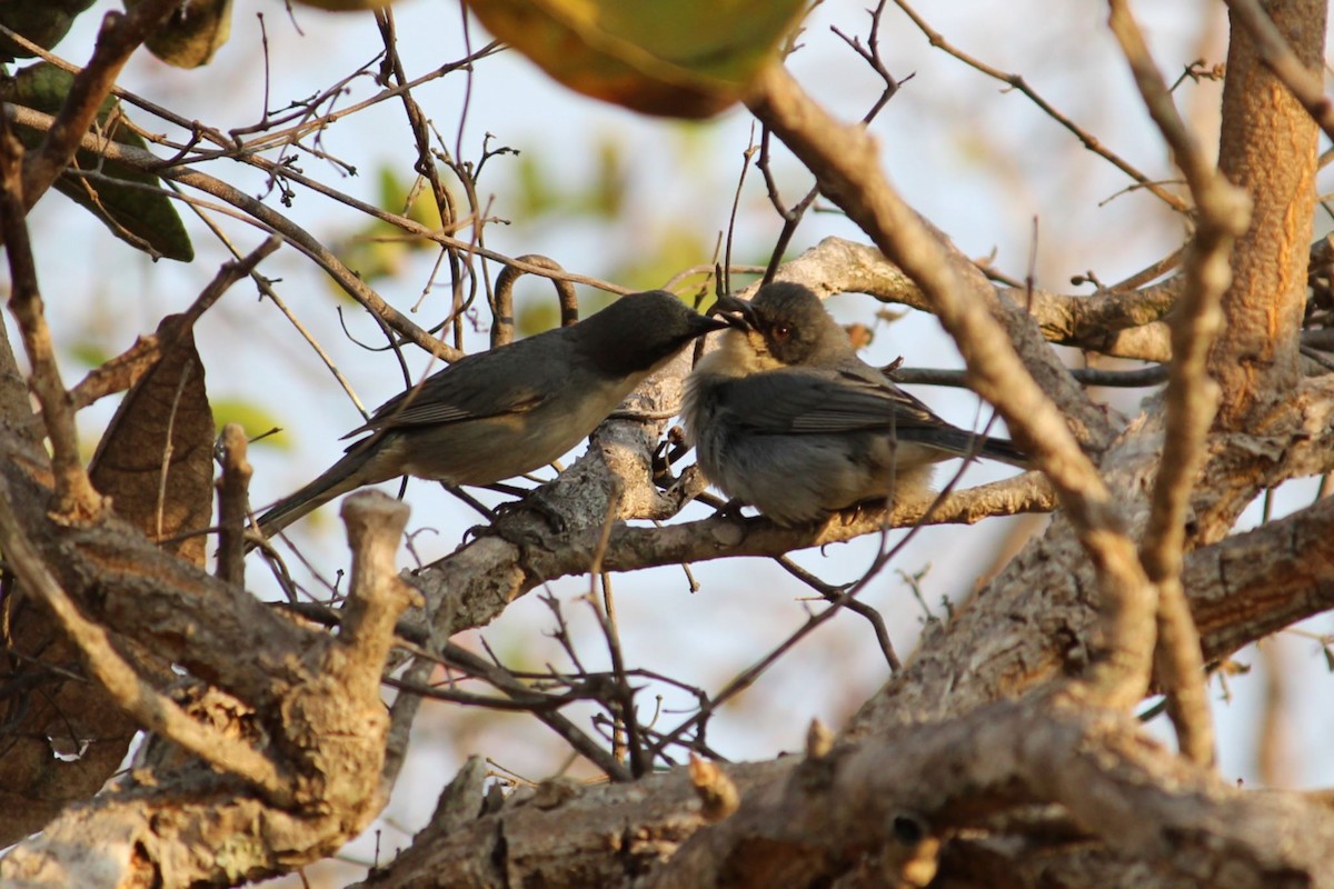 Cinereous Warbling Finch - ML641676313