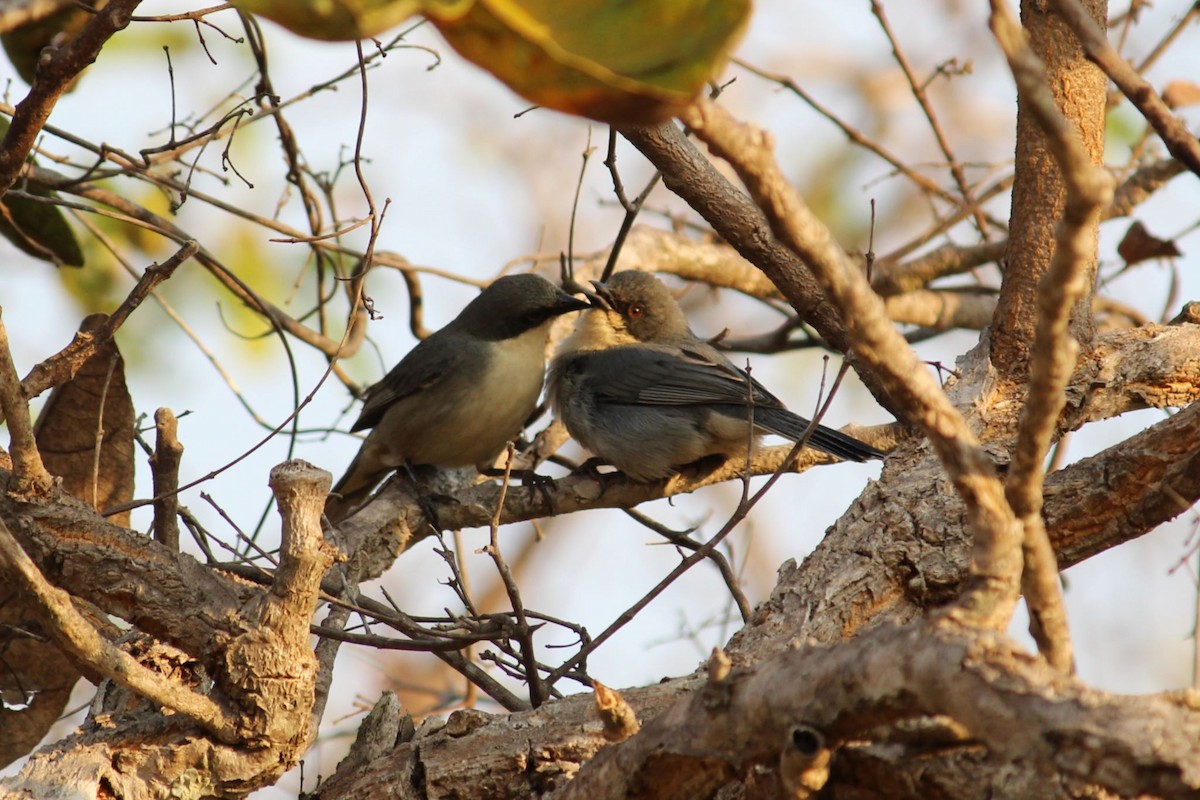 Cinereous Warbling Finch - ML641676314