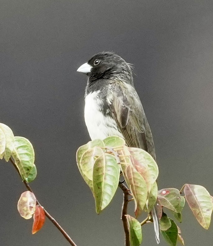 Yellow-bellied Seedeater - ML641676325