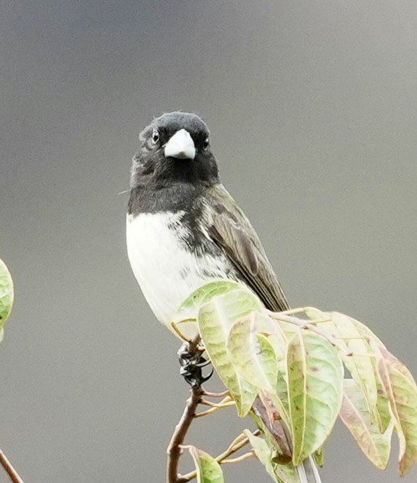 Yellow-bellied Seedeater - ML641676327