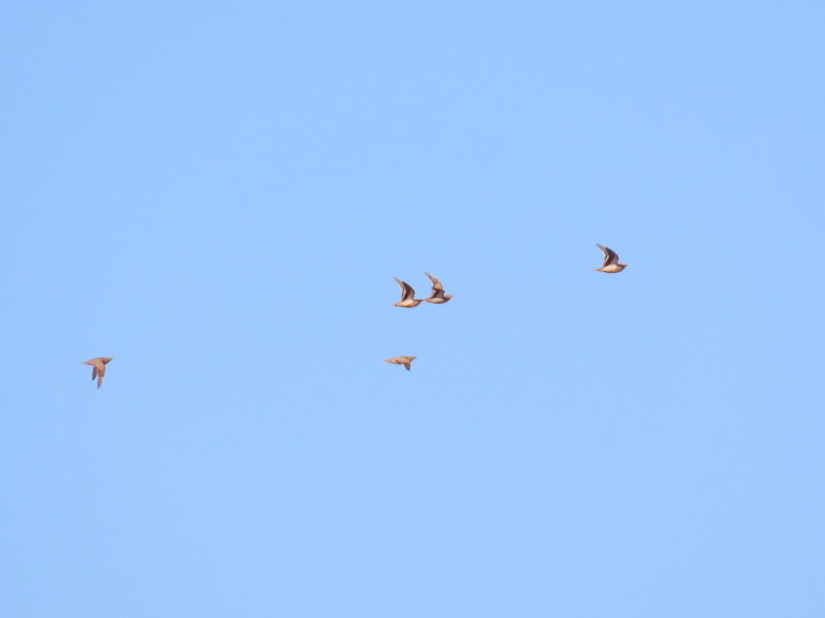 Crowned Sandgrouse - ML641676328