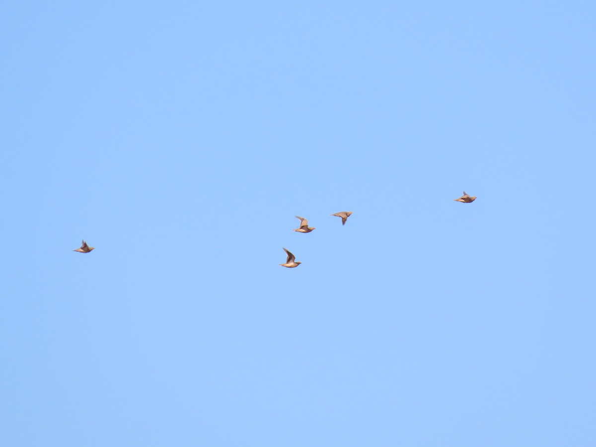 Crowned Sandgrouse - ML641676329