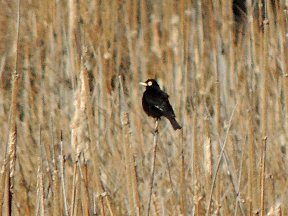 Spectacled Tyrant - ML641676351