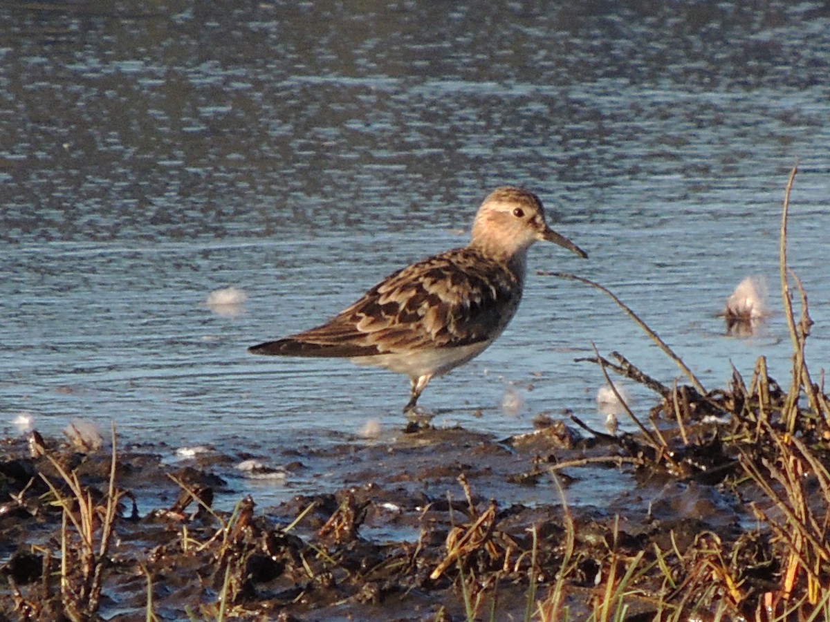 Baird's Sandpiper - ML641676360