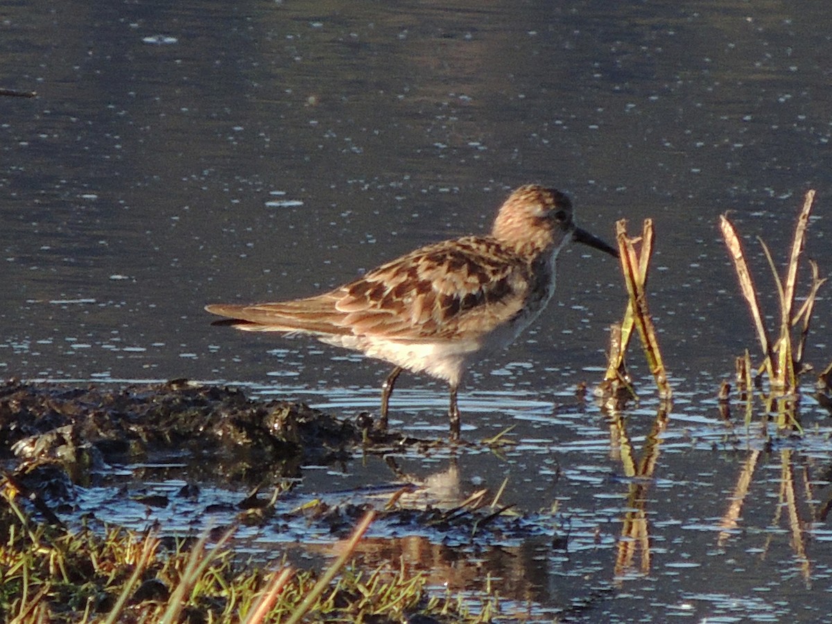 Baird's Sandpiper - ML641676362
