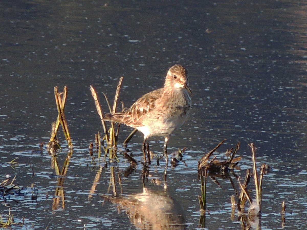Baird's Sandpiper - ML641676363