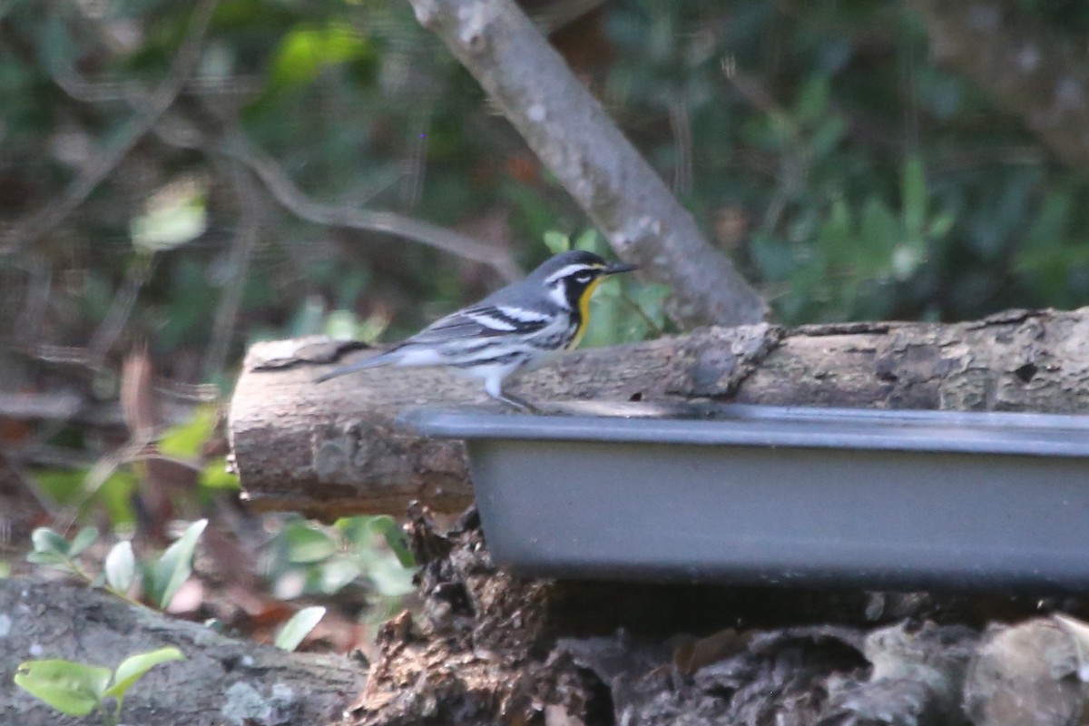 Yellow-throated Warbler - ML641676373