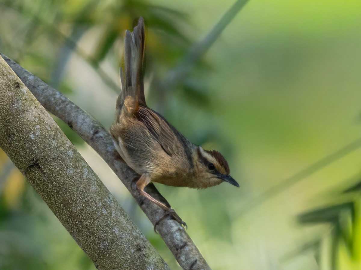 Buff-banded Bushbird - ML641676382