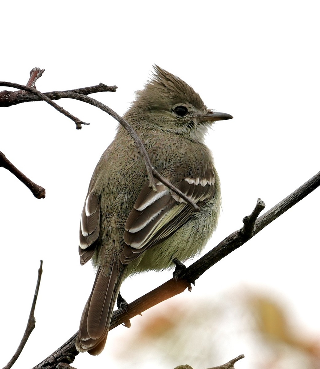 Plain-crested Elaenia - ML641676437