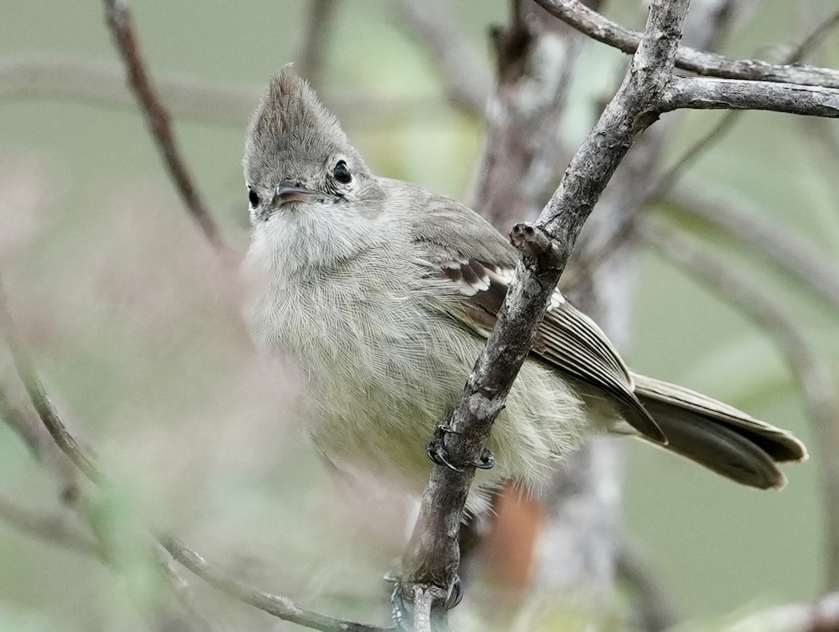 Plain-crested Elaenia - ML641676438