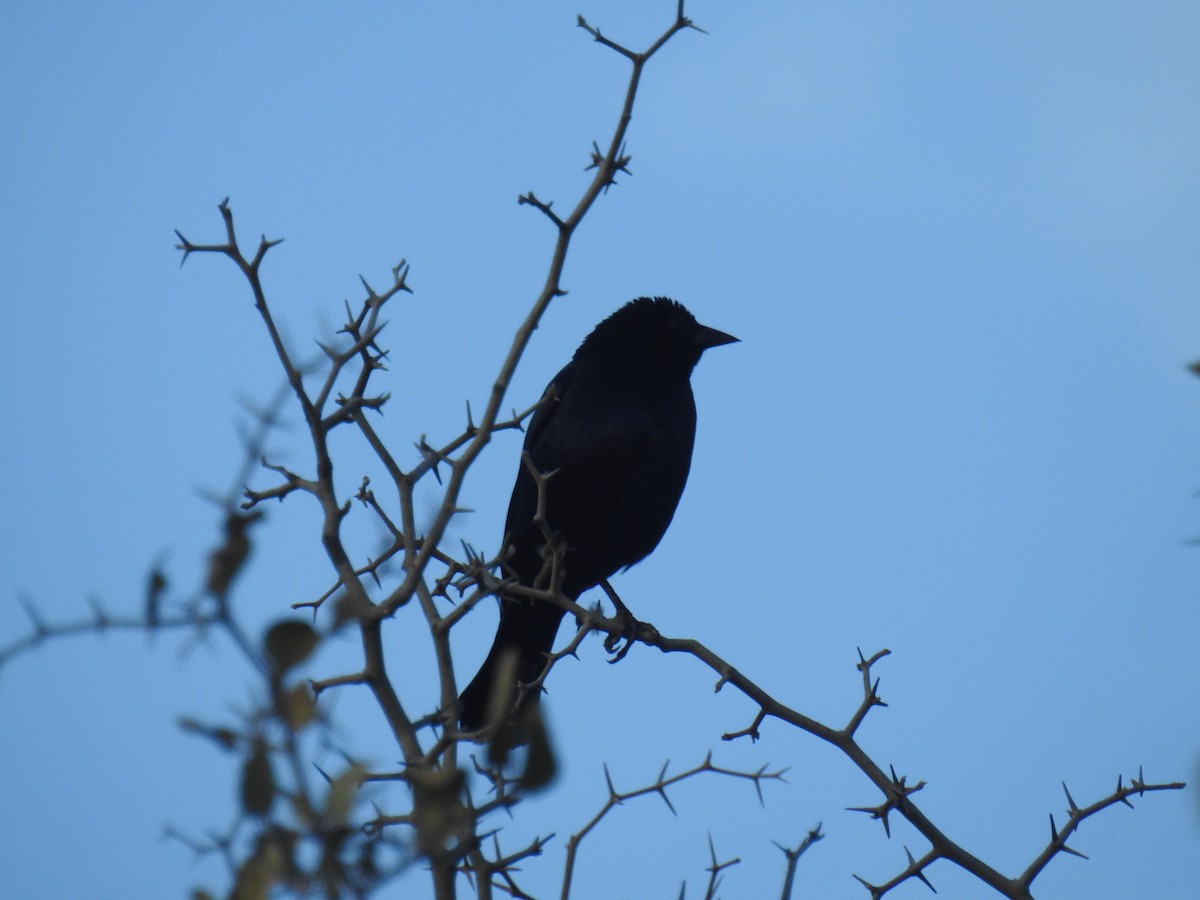 Screaming Cowbird - ML641676442