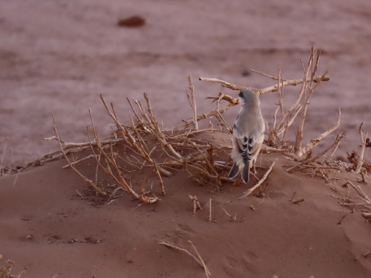 Desert Sparrow - ML641676448