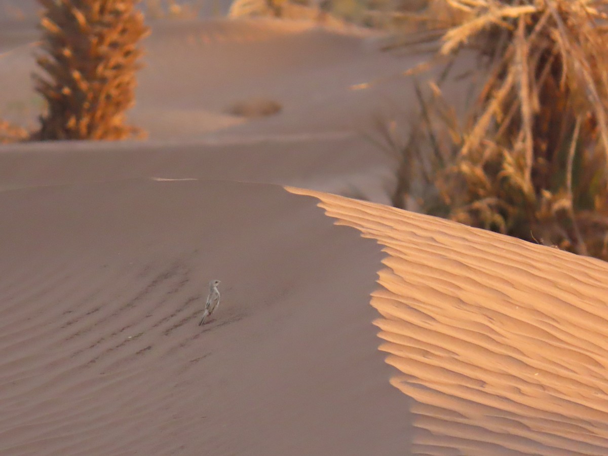 Desert Sparrow - ML641676449
