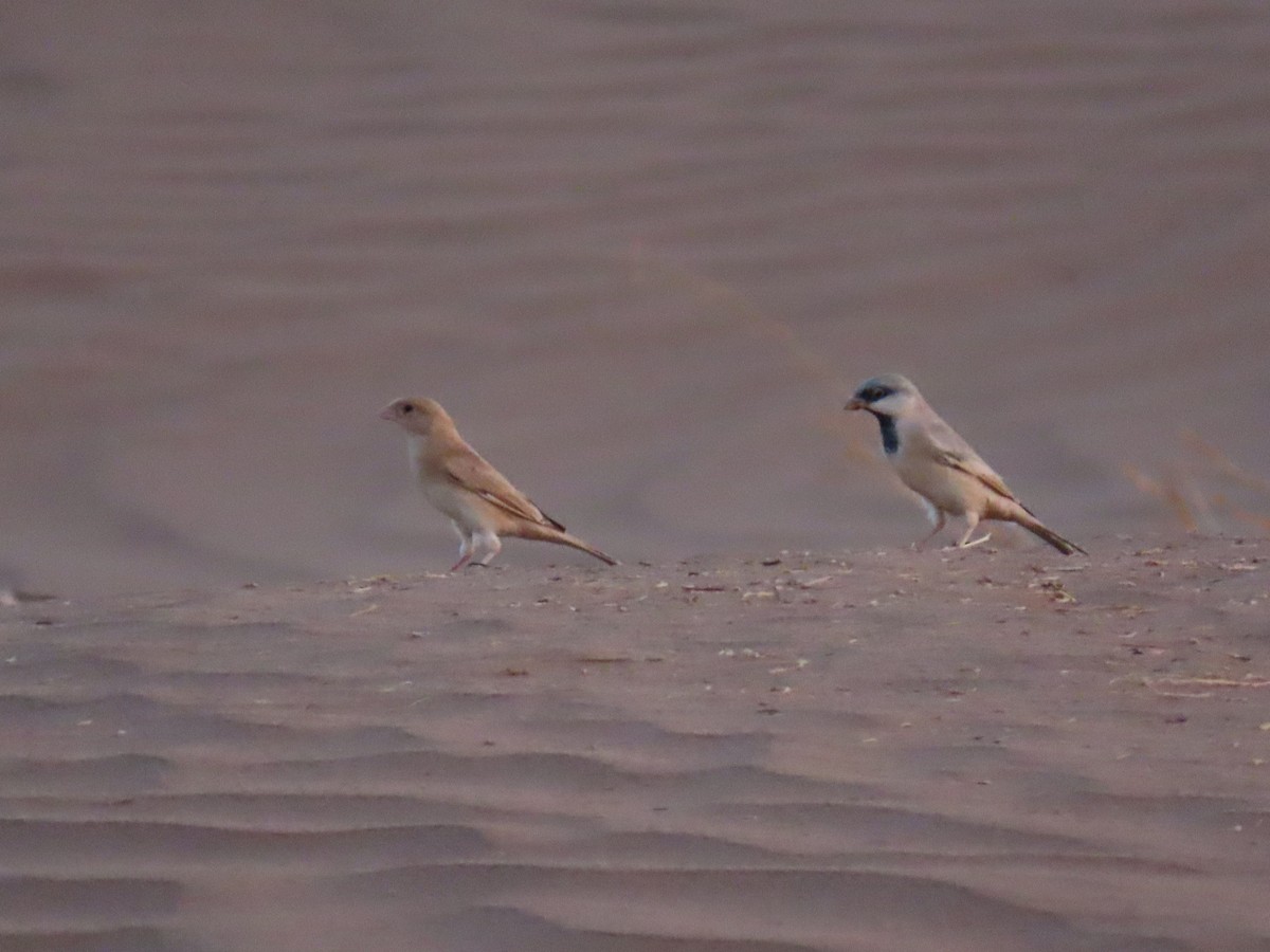 Desert Sparrow - ML641676450