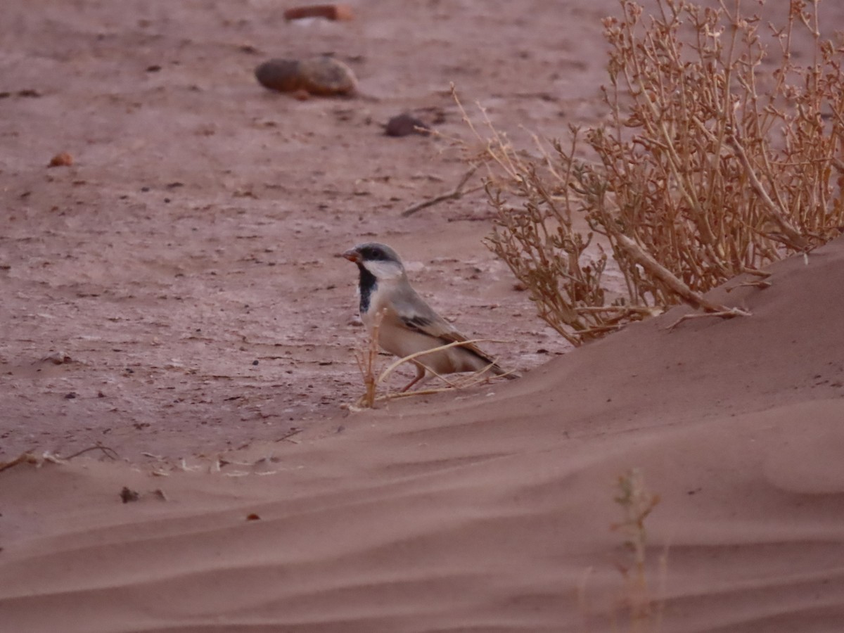 Desert Sparrow - ML641676451