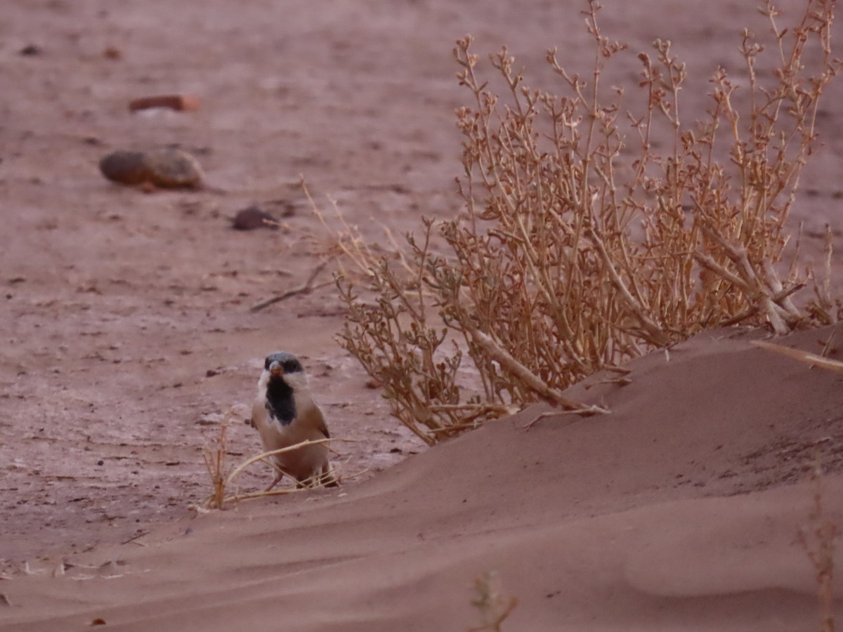 Desert Sparrow - ML641676452
