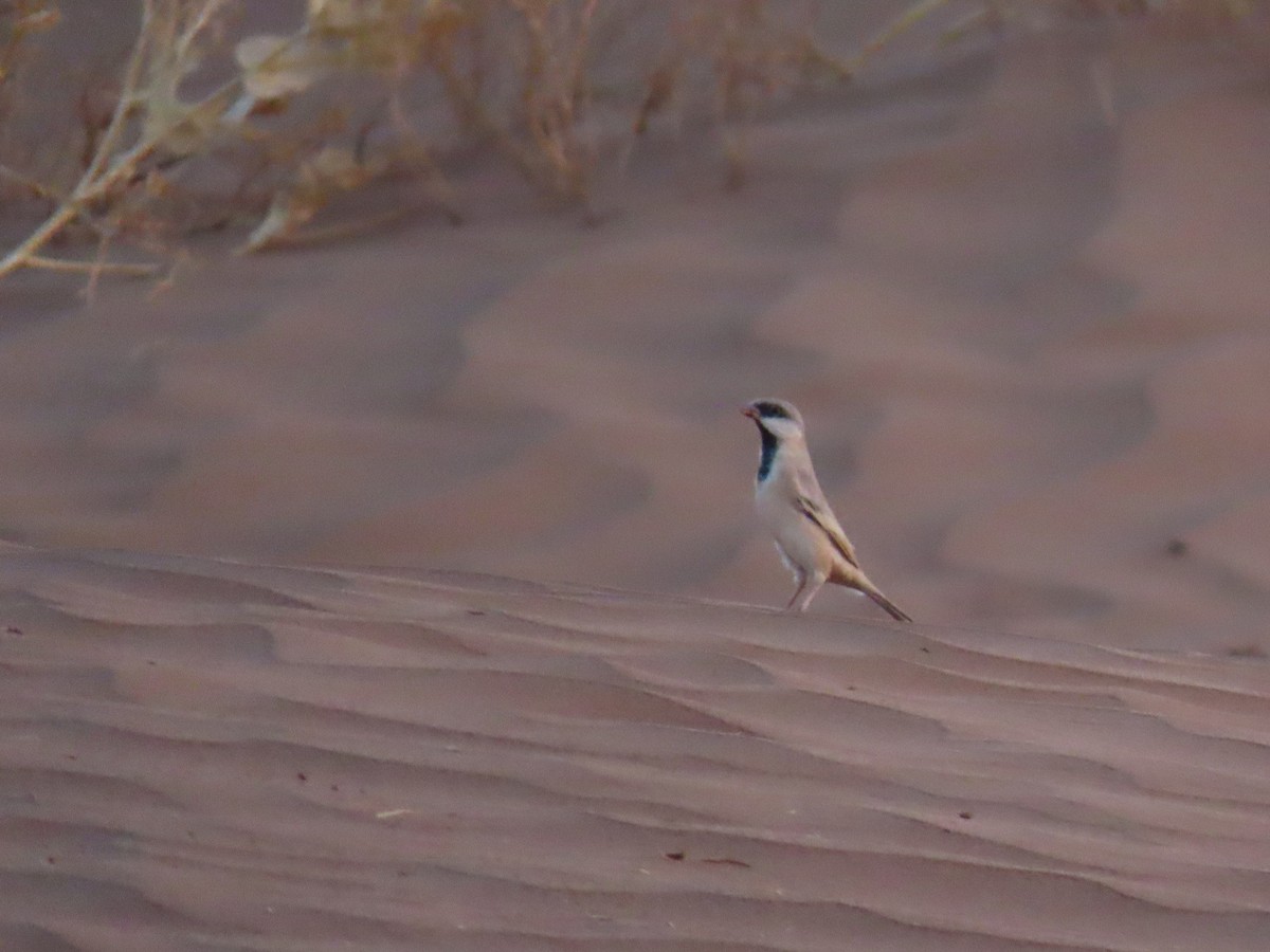 Desert Sparrow - ML641676454