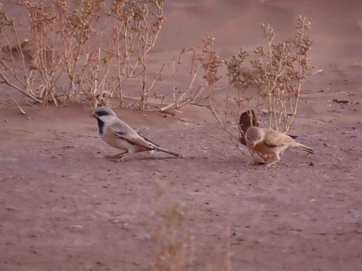 Desert Sparrow - ML641676455