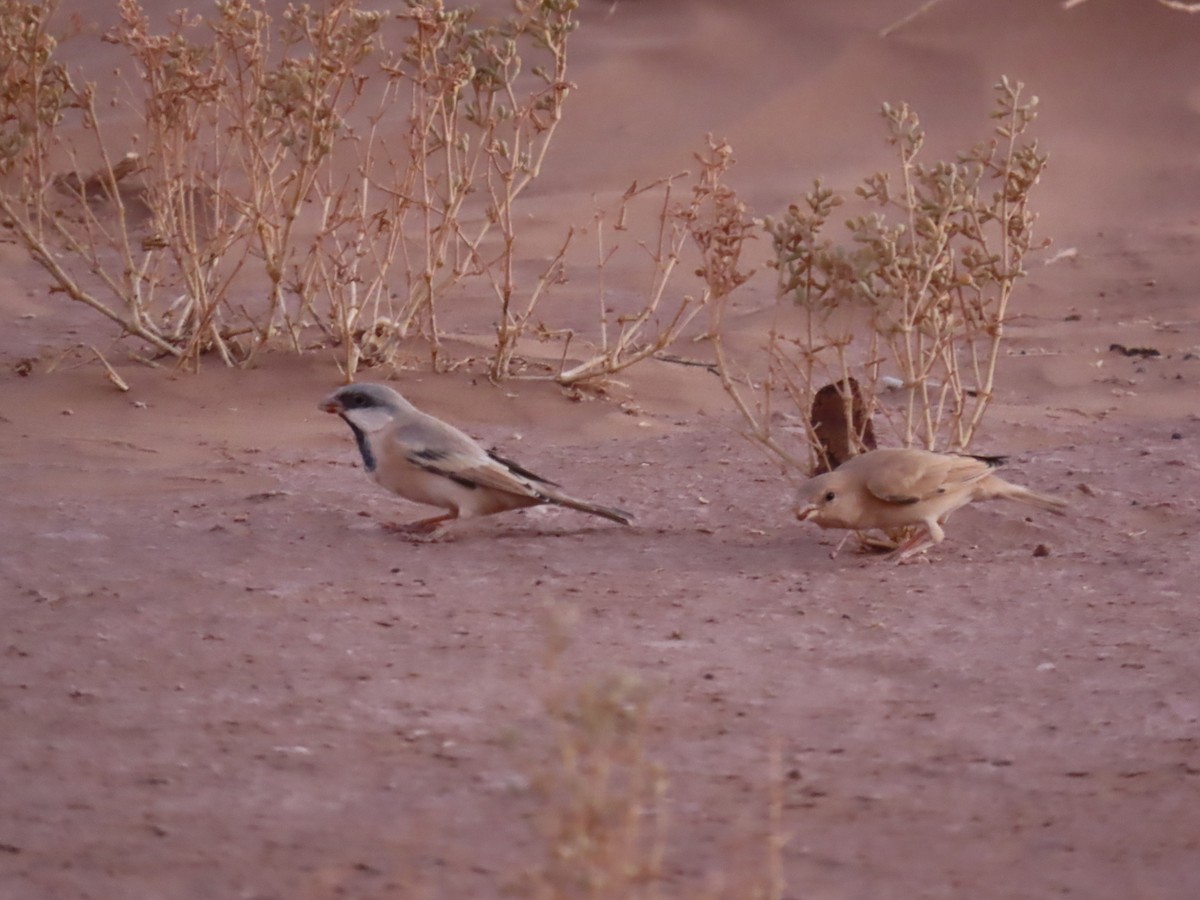 Desert Sparrow - ML641676456