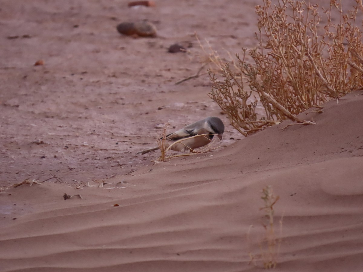 Desert Sparrow - ML641676457