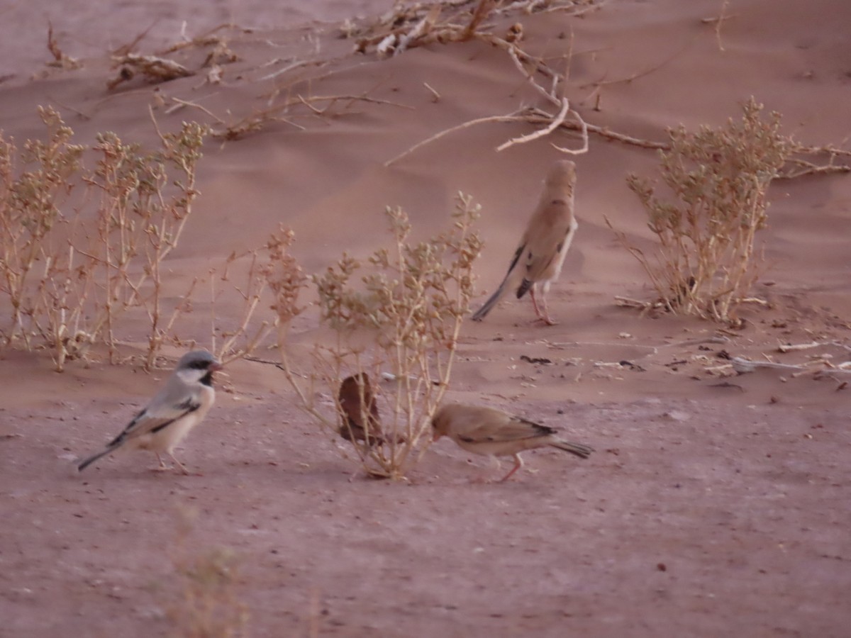 Desert Sparrow - ML641676458