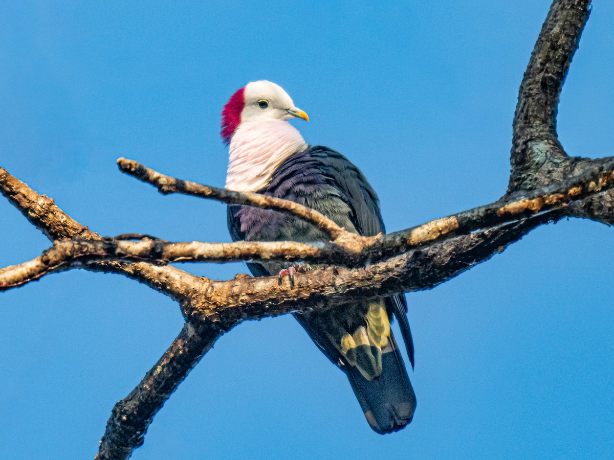 Red-naped Fruit-Dove - ML641676484