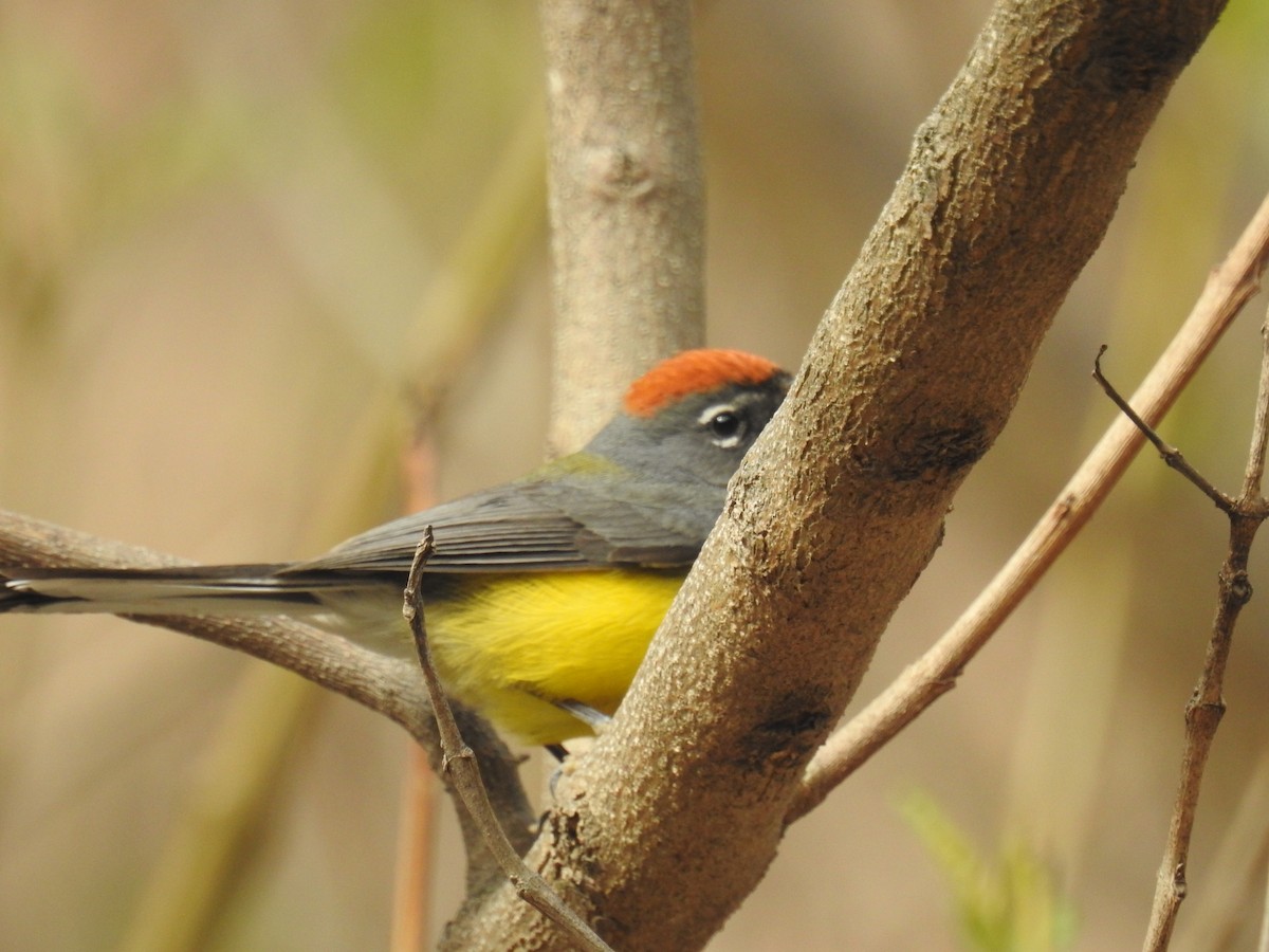 Brown-capped Redstart - ML641676492