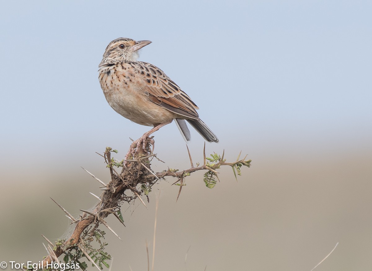 Rufous-naped Lark - ML64167651