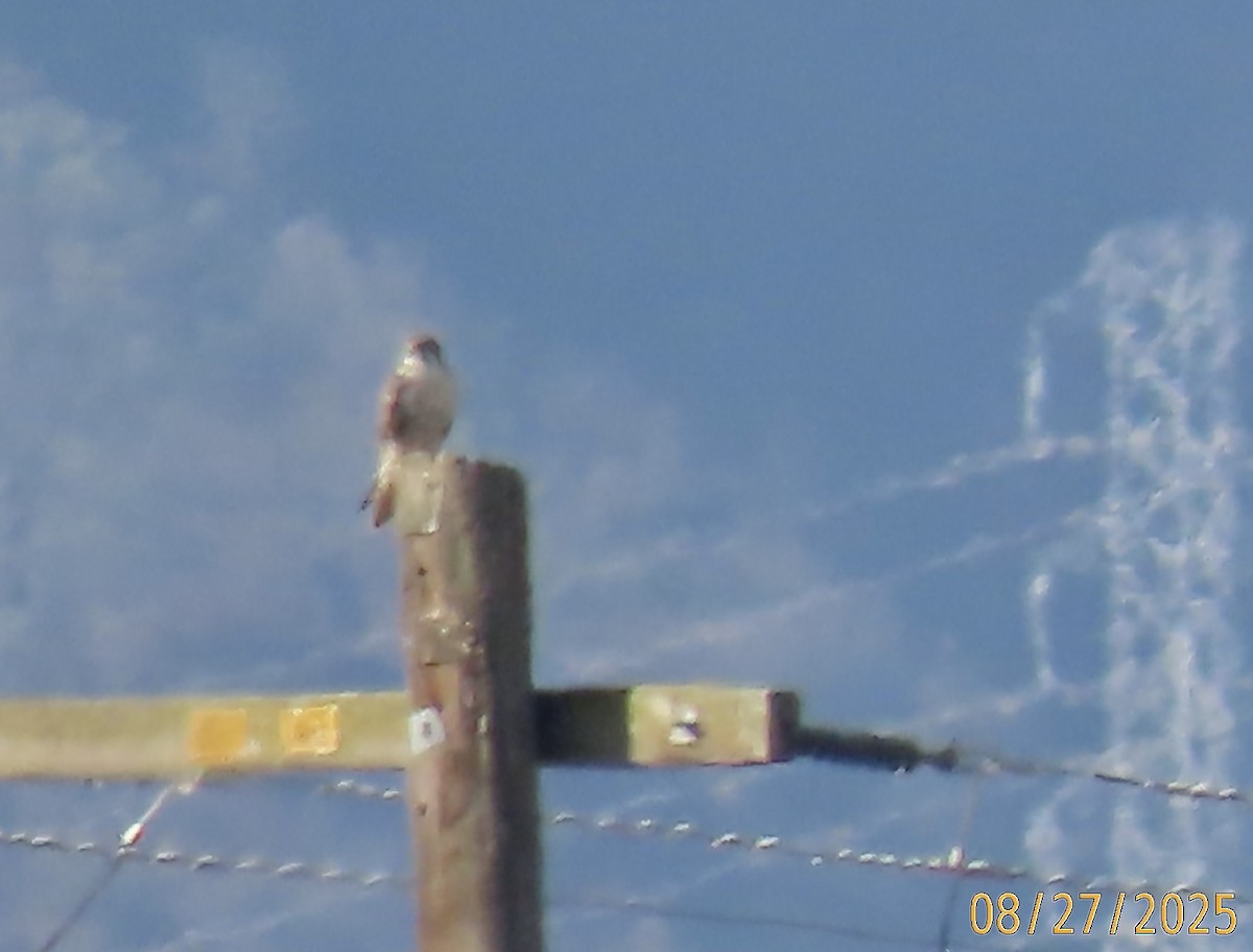 Prairie Falcon - ML641676511