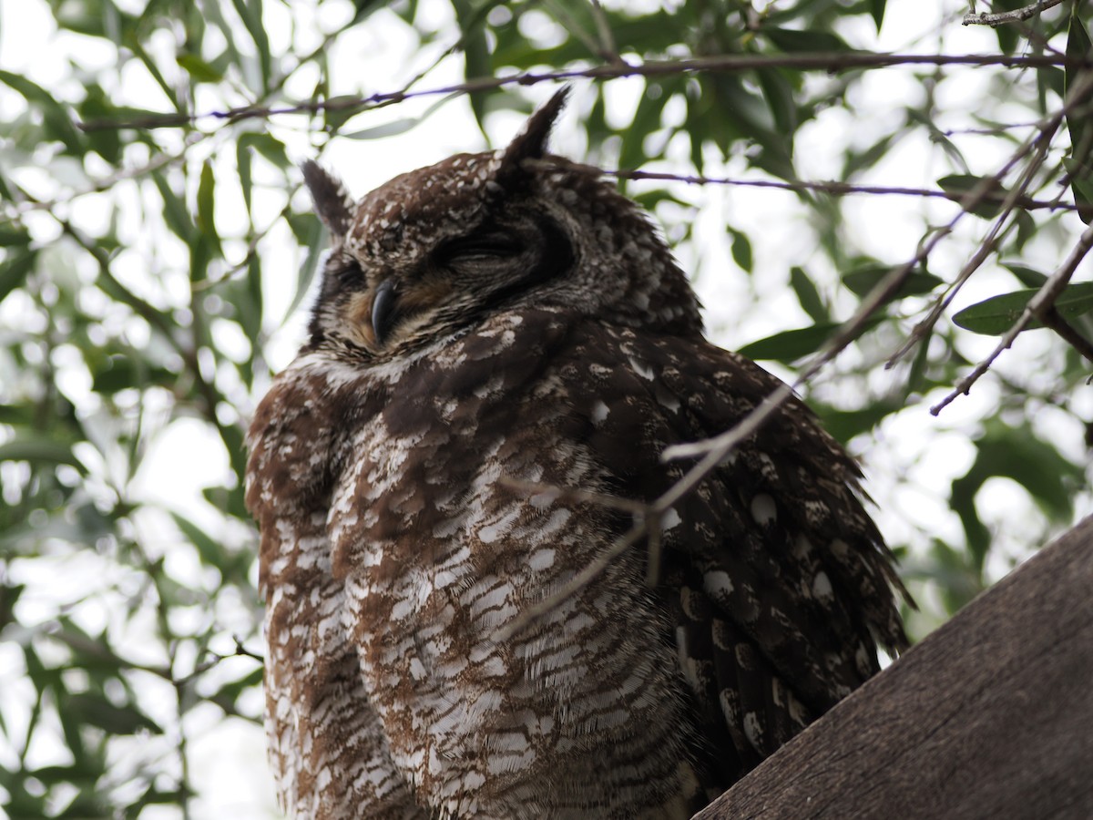 Spotted Eagle-Owl - ML641676517