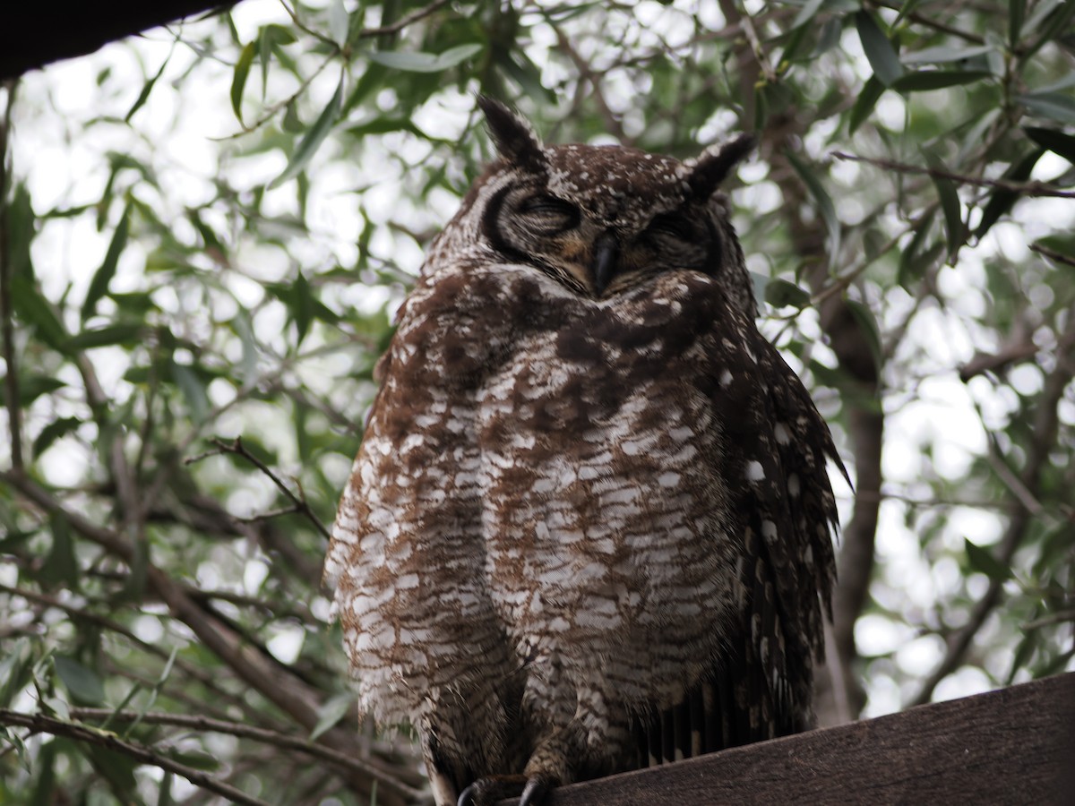 Spotted Eagle-Owl - ML641676518