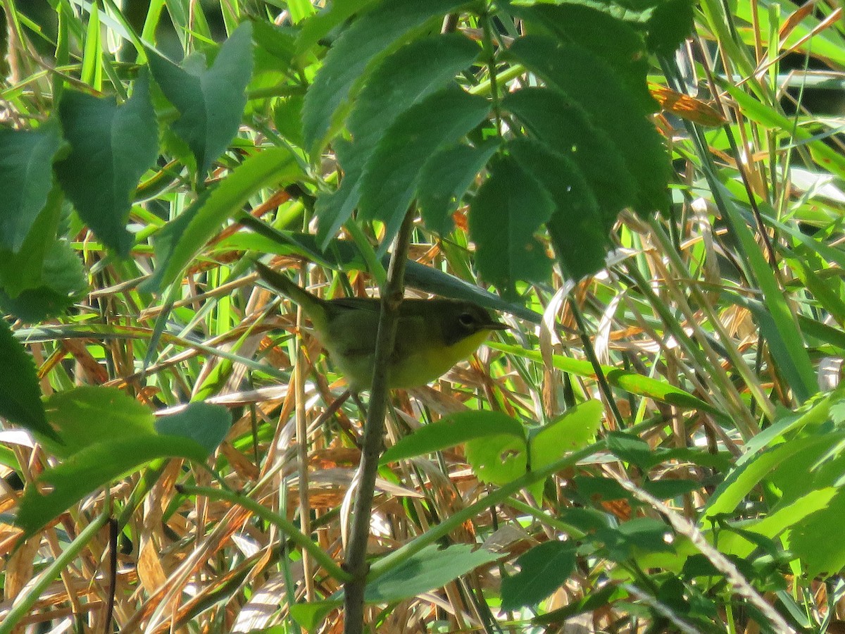 new world warbler sp. - ML641676568
