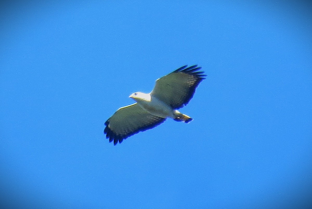 White-necked Hawk - ML641676600