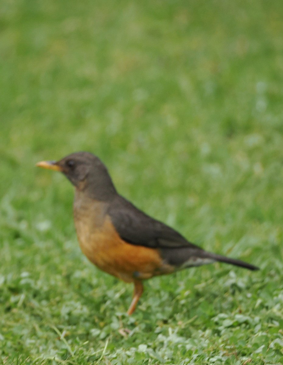 Olive Thrush - ML641676609
