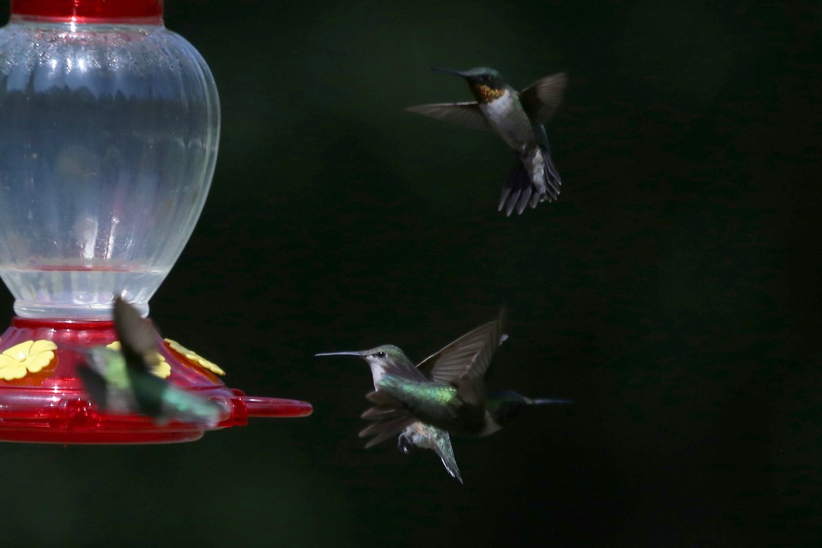 Ruby-throated Hummingbird - ML641676613