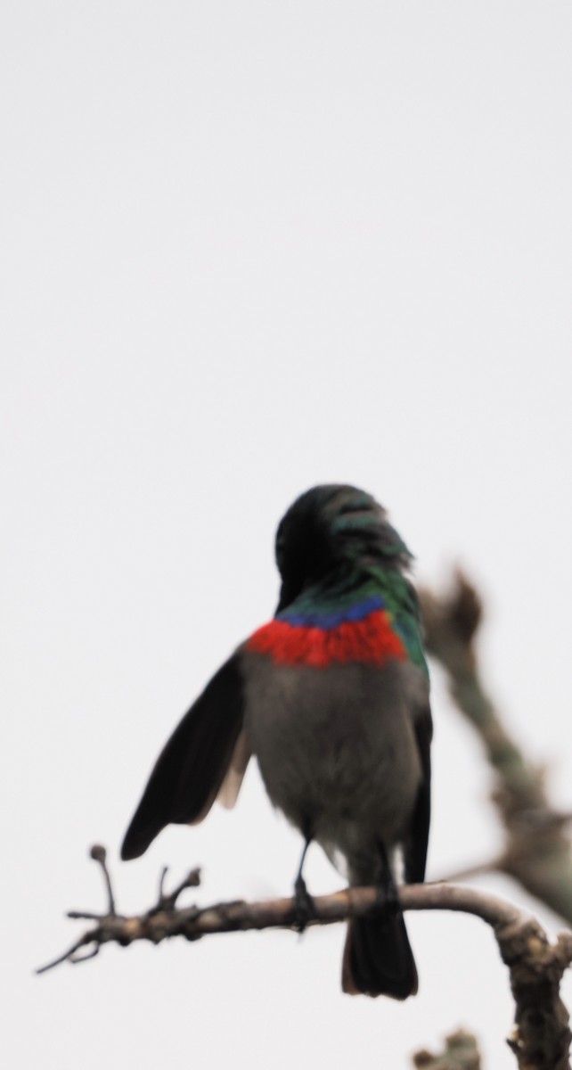 Southern Double-collared Sunbird - ML641676705