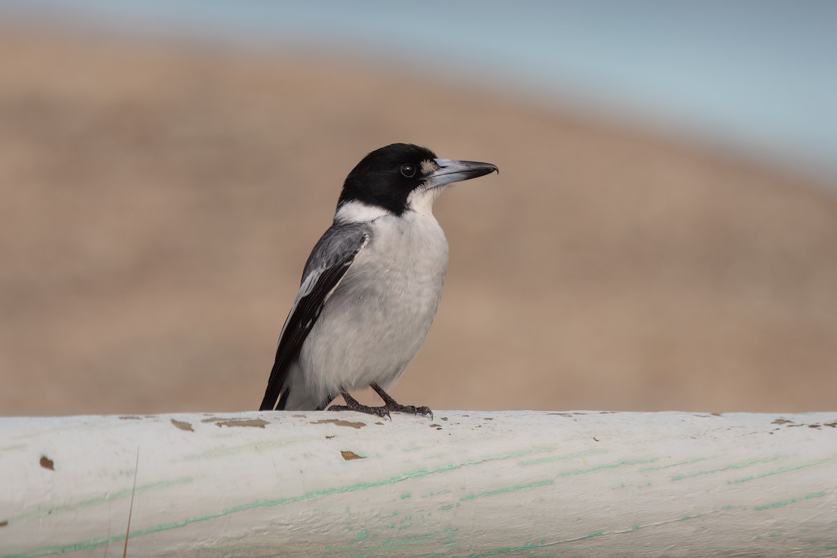 Gray Butcherbird - ML641676708