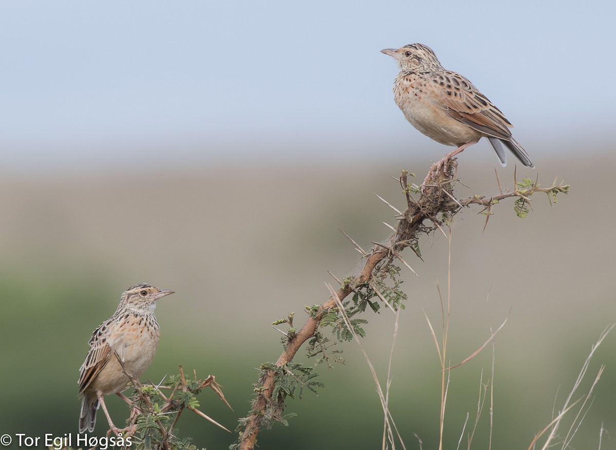 Rufous-naped Lark - ML64167671