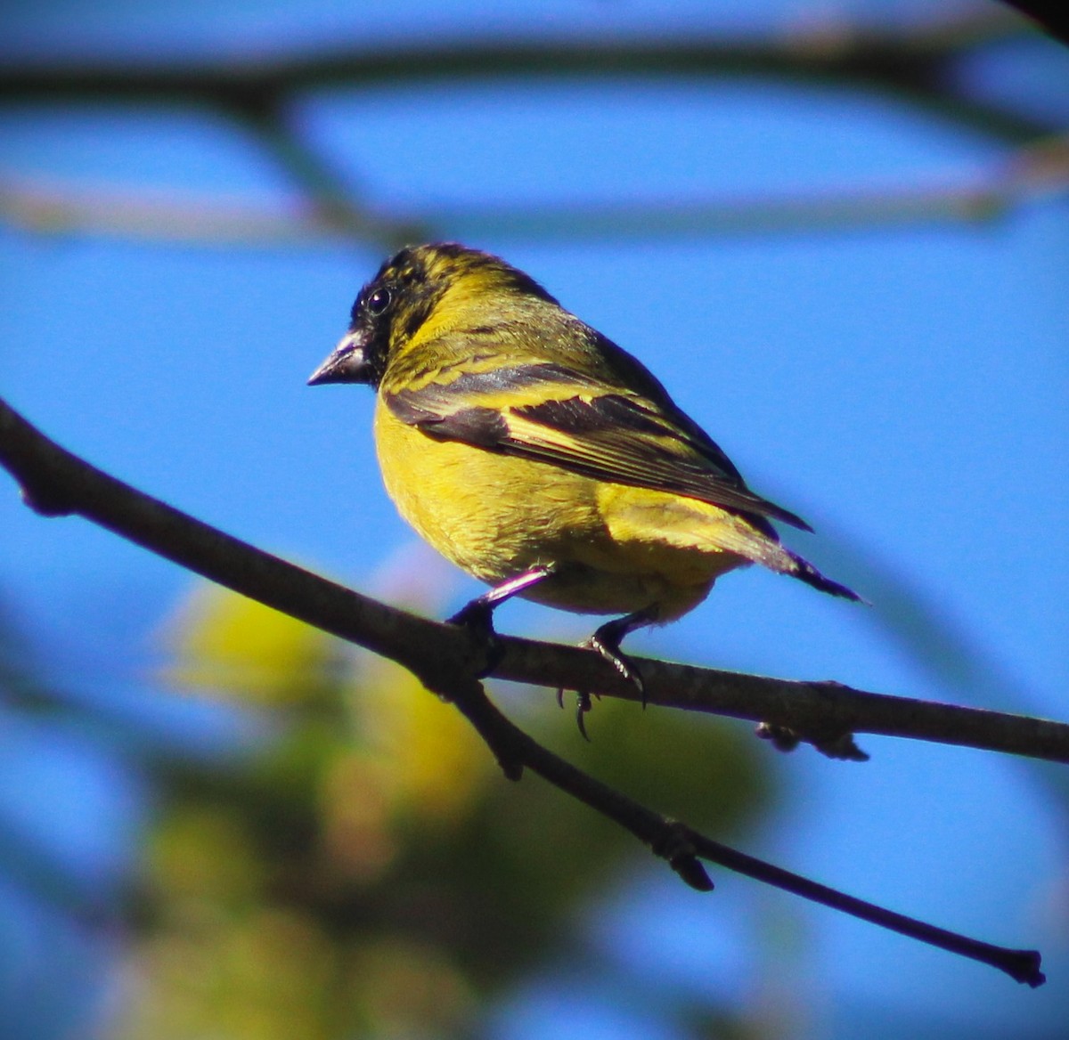 Hooded Siskin - ML641676713