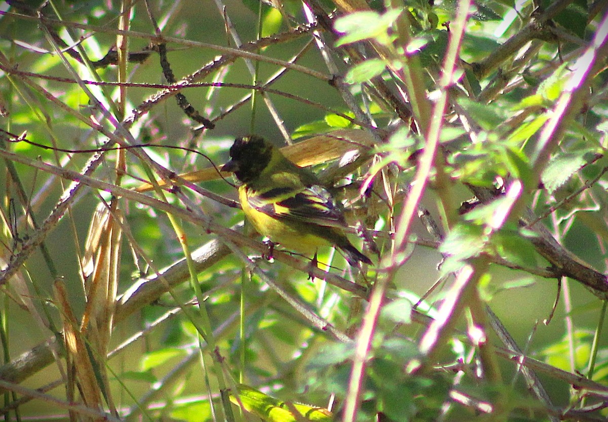 Hooded Siskin - ML641676714