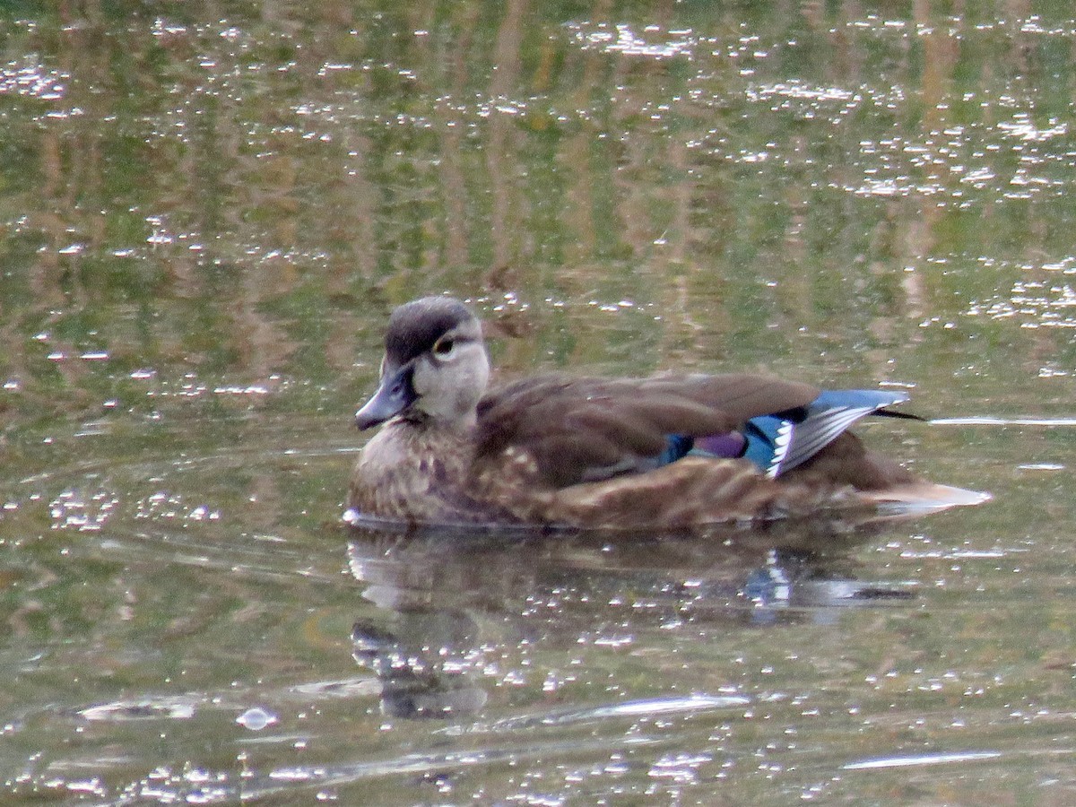 Pato Joyuyo - ML641676733