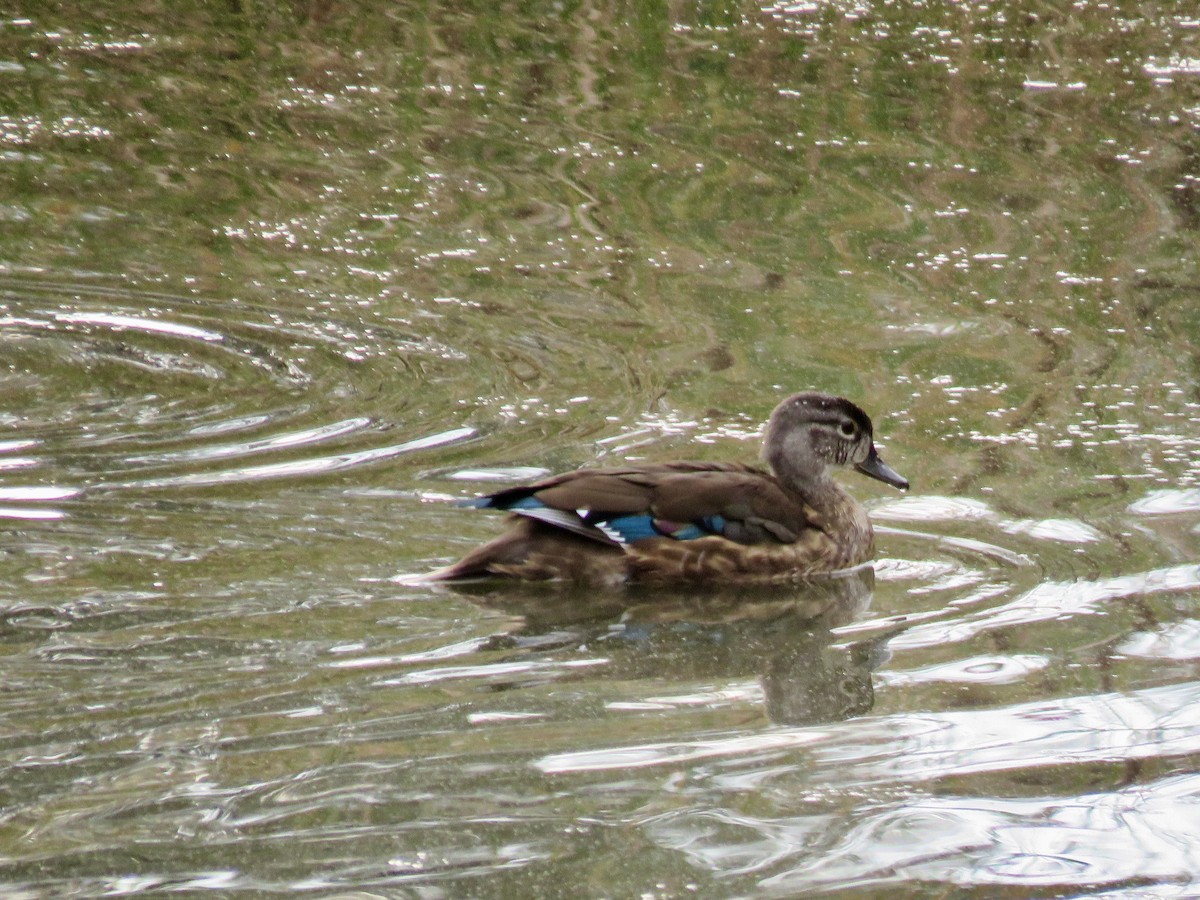 Pato Joyuyo - ML641676734