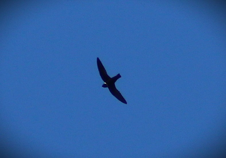 White-collared Swift - ML641676802