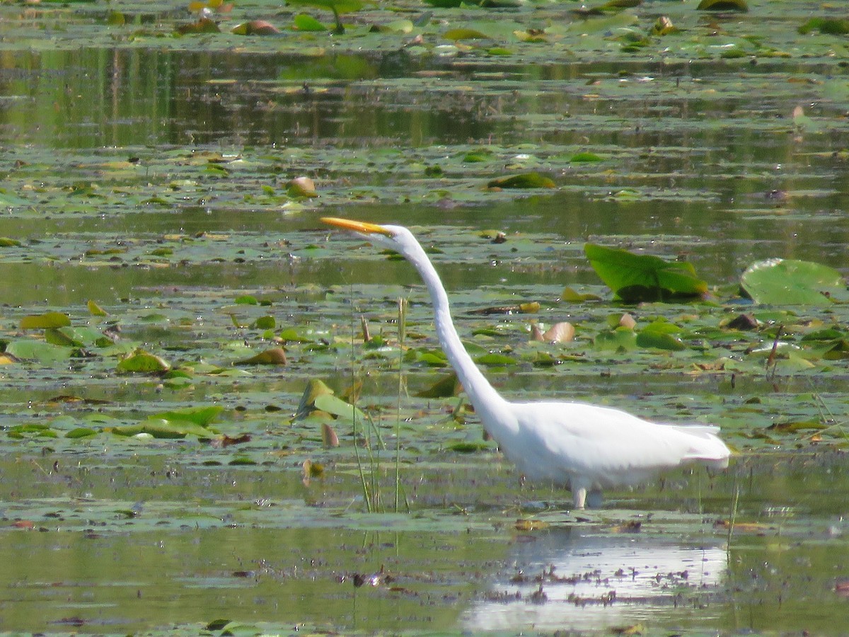 Great Egret - ML641676806