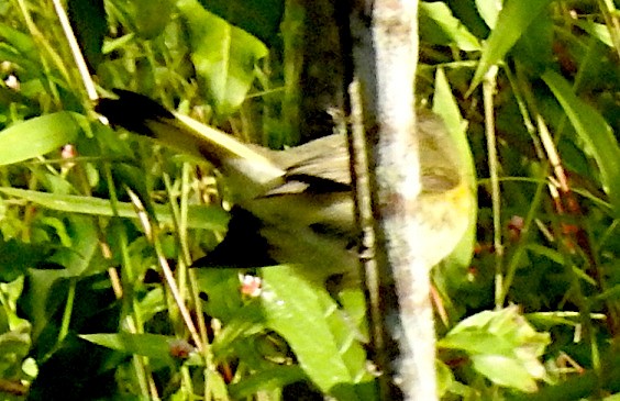 Rotschwanz-Waldsänger - ML641676816