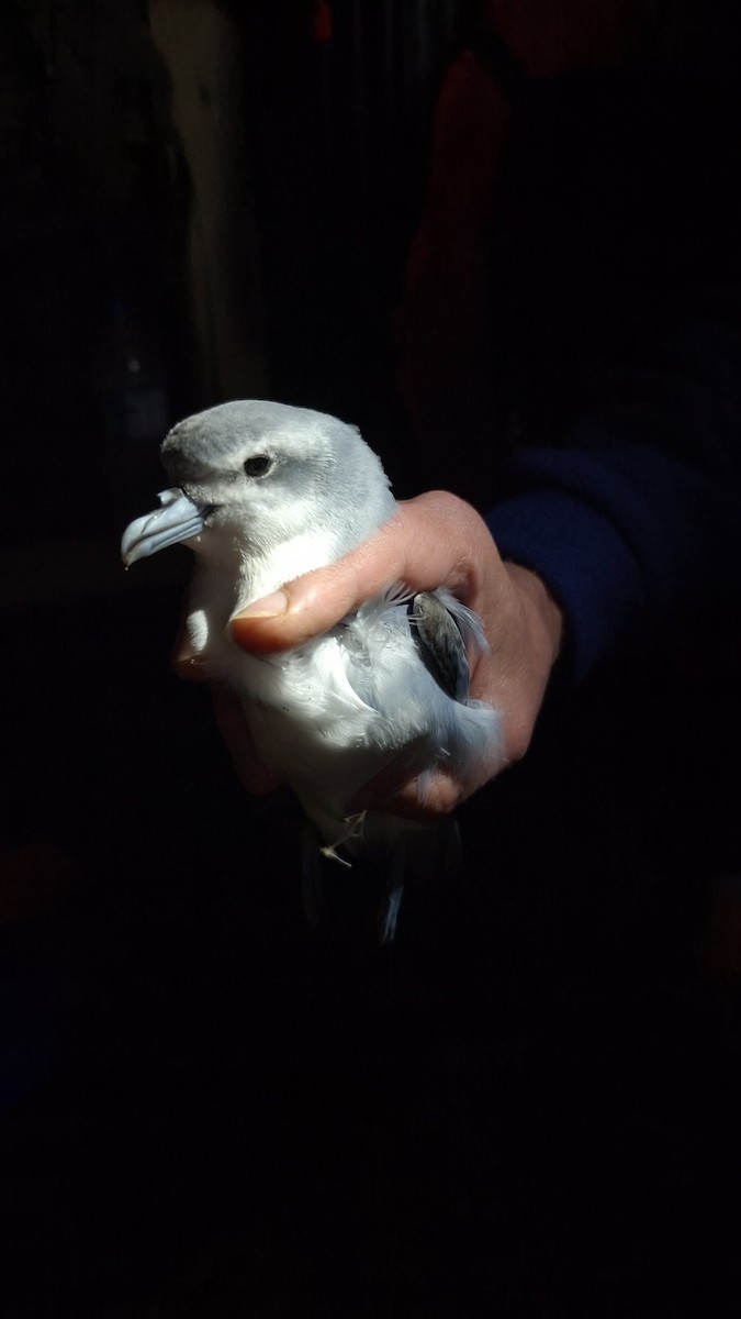 Fairy Prion - ML641676830