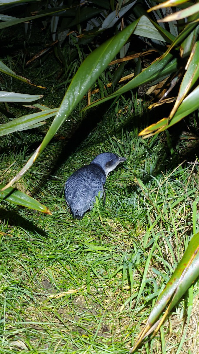 コビトペンギン - ML641676839