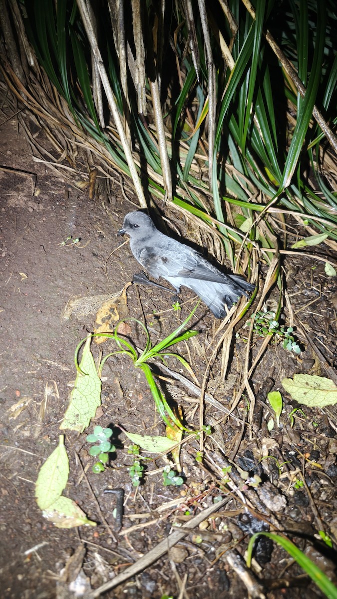 Gray-backed Storm-Petrel - ML641676842