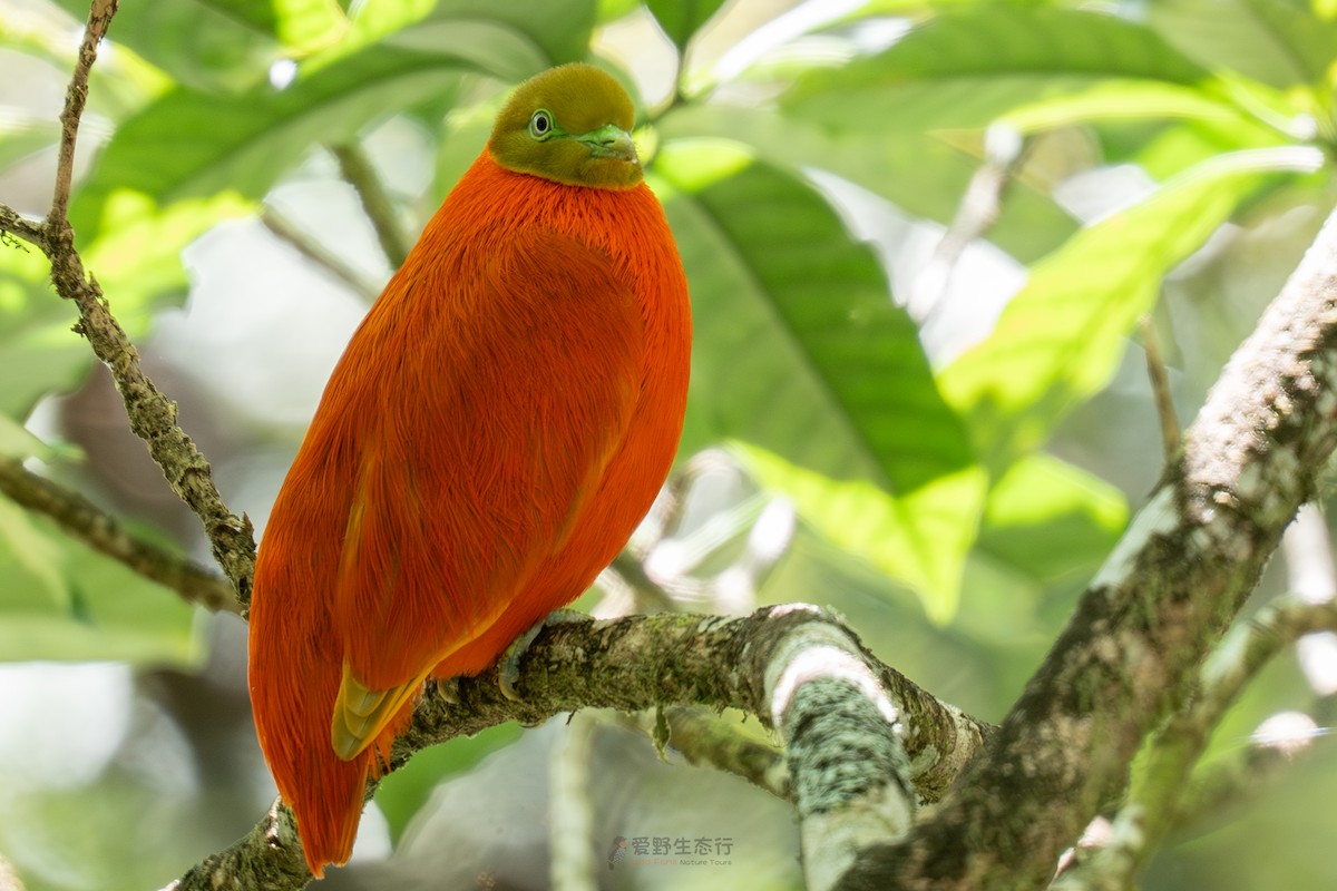 Orange Dove - ML641676851